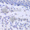 Huntingtin antibody, A7900, ABclonal Technology, Immunohistochemistry paraffin image 