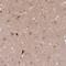 Syntaxin 6 antibody, NBP1-85869, Novus Biologicals, Immunohistochemistry frozen image 