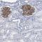 Taste 2 Receptor Member 1 antibody, NBP2-33632, Novus Biologicals, Immunohistochemistry frozen image 