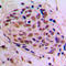 CAMP Responsive Element Binding Protein 1 antibody, LS-C352049, Lifespan Biosciences, Immunohistochemistry frozen image 