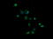 Granzyme B antibody, LS-C174385, Lifespan Biosciences, Immunofluorescence image 