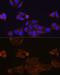 Carboxylesterase 1 antibody, GTX03183, GeneTex, Immunocytochemistry image 
