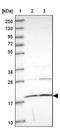 Adenylate Kinase 3 antibody, NBP2-48773, Novus Biologicals, Western Blot image 