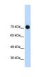 GTF2I Repeat Domain Containing 1 antibody, orb330045, Biorbyt, Western Blot image 