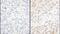 Eukaryotic Translation Initiation Factor 6 antibody, NBP1-52640, Novus Biologicals, Immunohistochemistry paraffin image 