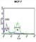 WD Repeat Domain 37 antibody, abx034294, Abbexa, Western Blot image 