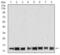 Histone Cluster 4 H4 antibody, NBP2-52488, Novus Biologicals, Western Blot image 