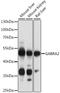 Gamma-Aminobutyric Acid Type A Receptor Alpha2 Subunit antibody, LS-C749196, Lifespan Biosciences, Western Blot image 