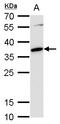 MAF BZIP Transcription Factor antibody, GTX129420, GeneTex, Western Blot image 