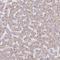 Laminin Subunit Gamma 3 antibody, NBP2-33895, Novus Biologicals, Immunohistochemistry frozen image 