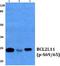 SMAD Family Member 3 antibody, A00059S423, Boster Biological Technology, Western Blot image 