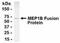 Meprin A subunit beta antibody, NB100-75322, Novus Biologicals, Western Blot image 