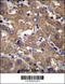 UDP-Glucose 6-Dehydrogenase antibody, 56-538, ProSci, Immunohistochemistry paraffin image 