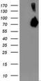 Asparagine Synthetase (Glutamine-Hydrolyzing) antibody, NBP2-01159, Novus Biologicals, Western Blot image 