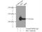 Hexokinase 1 antibody, 19662-1-AP, Proteintech Group, Immunoprecipitation image 