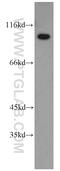 Telomere length regulation protein TEL2 homolog antibody, 15975-1-AP, Proteintech Group, Western Blot image 