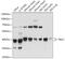 Tubulin-specific chaperone C antibody, 16-978, ProSci, Western Blot image 