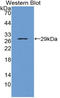 POU Class 2 Homeobox 1 antibody, LS-C314792, Lifespan Biosciences, Western Blot image 