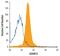 ADAM Metallopeptidase Domain 33 antibody, MAB5565, R&D Systems, Immunoprecipitation image 