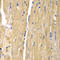 Citrin antibody, LS-C334334, Lifespan Biosciences, Immunohistochemistry frozen image 