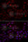 Cystatin SA antibody, A6571, ABclonal Technology, Immunofluorescence image 