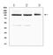 Activated Leukocyte Cell Adhesion Molecule antibody, A01788-1, Boster Biological Technology, Western Blot image 