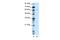 Notch Receptor 4 antibody, PA5-40587, Invitrogen Antibodies, Western Blot image 