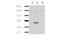 Indoleamine 2,3-Dioxygenase 2 antibody, TA319602, Origene, Western Blot image 