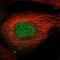 AMMECR1 Like antibody, NBP2-58193, Novus Biologicals, Immunofluorescence image 