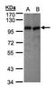 Vav Guanine Nucleotide Exchange Factor 1 antibody, PA5-21495, Invitrogen Antibodies, Western Blot image 