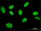 General Transcription Factor IIi antibody, H00002969-M01, Novus Biologicals, Immunocytochemistry image 