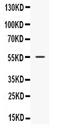 Nucleobindin 2 antibody, PA5-79767, Invitrogen Antibodies, Western Blot image 