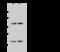 Nuclear Factor Of Activated T Cells 3 antibody, 104857-T34, Sino Biological, Western Blot image 