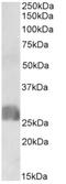 CAMP Responsive Element Binding Protein 3 Like 2 antibody, AP32961PU-N, Origene, Western Blot image 