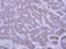 Insulin-like growth factor-binding protein 2 antibody, GTX113471, GeneTex, Immunohistochemistry paraffin image 