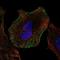 P105 antibody, NBP1-85708, Novus Biologicals, Immunocytochemistry image 