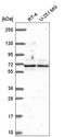 ATPase Family AAA Domain Containing 3A antibody, HPA065305, Atlas Antibodies, Western Blot image 