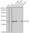 HUS1 Checkpoint Clamp Component B antibody, 22-499, ProSci, Western Blot image 