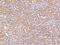 Paired Immunoglobin Like Type 2 Receptor Beta antibody, 203679-T08, Sino Biological, Immunohistochemistry frozen image 