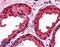 Parkinsonism Associated Deglycase antibody, 46-132, ProSci, Immunofluorescence image 