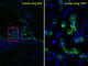 Surfactant Protein C antibody, abx026736, Abbexa, Western Blot image 