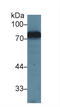 Transferrin antibody, LS-C300236, Lifespan Biosciences, Western Blot image 