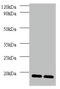 Defender Against Cell Death 1 antibody, A51601-100, Epigentek, Western Blot image 