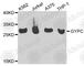 Glycophorin C (Gerbich Blood Group) antibody, A1232, ABclonal Technology, Western Blot image 