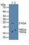 Regenerating Family Member 3 Gamma antibody, abx132046, Abbexa, Western Blot image 