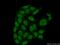 Phosphorylated adapter RNA export protein antibody, 16481-1-AP, Proteintech Group, Immunofluorescence image 