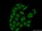 Phosphorylated Adaptor For RNA Export antibody, 16481-1-AP, Proteintech Group, Immunofluorescence image 