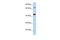 Tu Translation Elongation Factor, Mitochondrial antibody, PA5-44906, Invitrogen Antibodies, Western Blot image 