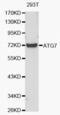 Autophagy Related 7 antibody, abx000826, Abbexa, Western Blot image 