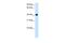 Alcohol Dehydrogenase 4 (Class II), Pi Polypeptide antibody, PA5-42388, Invitrogen Antibodies, Western Blot image 